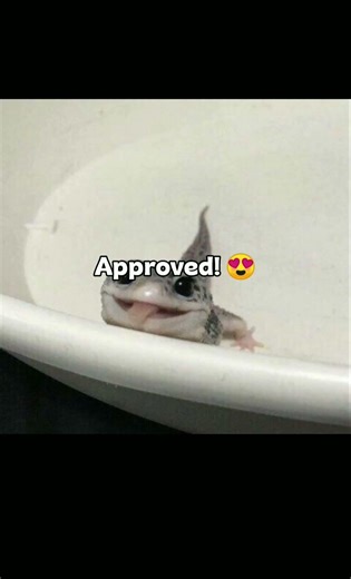 how to had a boyfriend 🤓 #bf #lizard #funny #meme #edit #mw2 #cutememes #howto #lol