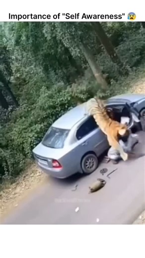 Universal View on Instagram: "This video unfolds with an uneasy calm that slowly turns into pure tension, as a man stops on a quiet forest road to fix his car, surrounded by dense trees, silence, and the kind of isolation that already feels unsettling. Focused on the engine and distracted by the problem in front of him, he seems unaware of what’s happening behind his back, while the forest quietly watches. Suddenly, out of the shadows, a tiger emerges-silent, powerful, and moving with terrifying