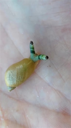 Wildlife Wonders | Why are this snail's eyes glowing and pulsating like a disco light? 🐌🚨 Meet the 'Zombie Snail'. It’s been infected by a parasite that... | Instagram