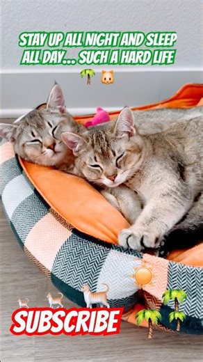 SLEEEP ALL DAY KITTY 🐱 #shorts #viral #trending #youtubeshorts #viralvideo #funny #comedy #ytshorts