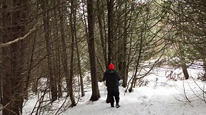 Farmers fell massive cedar tree to transform their homestead land