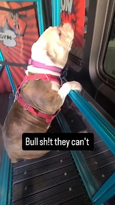 Bull dogs can't exercise? Unless you figured out a safe way for them to do it. #rundawg #mobiledoggym #dogexercise #bulldog | Run Dawg