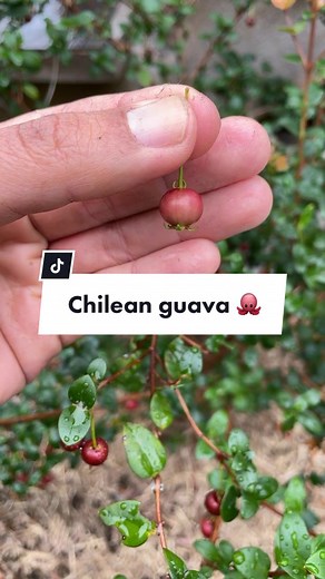 Chilean Guava: Cold-Hardy Exotic Fruit to Grow