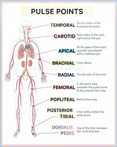 #pulse_points | Health & Medicine-AW