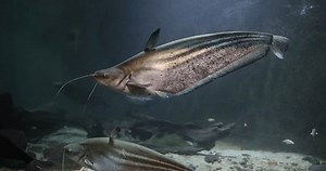 Helicopter Catfish Wallago Attu Swimming Freshwater Stock Footage Video (100% Royalty-free) 3735382773 | Shutterstock