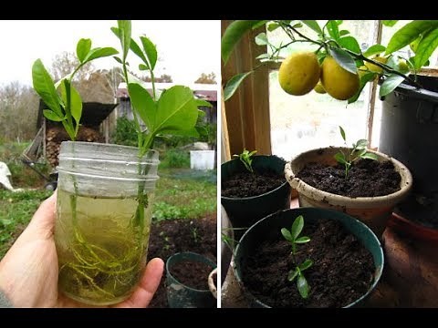 Easiest method to grow citrus tree from cutting | lemon tree from cutting |