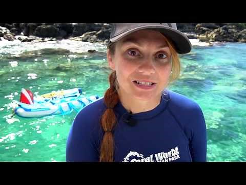 SNUBA at Coral World!