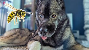 9.9K views · 776 reactions | Yes, another dog got stung by a bee! And this time we know it was a bee as we found them! So yes, our dog Eleanor got stung, and this dog reacted to this bee sting way worse then Kira did! So of course, we had to go to the vet again! This has been a crazy week! . #pets #dogs #SiberianHusky | Snow Dogs Vlogs | Facebook