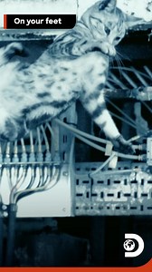 The way cats manage to land on their feet is called the righting reflex. Their back arches, the feet go underneath the body and bring their forepaws close to the face to protect it. Their low body to weight ratio also helps cats to land on their feet as it manages to slow their velocity while falling. Here’s to all the clumsy people, don’t you wish you were a cat? 😉 #DiscoveryChannel | Discovery Channel India