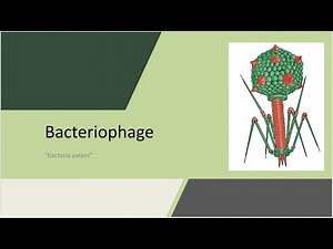 Bacteriophage - "bacteria eaters"