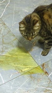 2.5M views · 6.5K reactions | Xixi e cocô, de gato e cachorro no lugar errado - NUNCA MAIS. Veja!! | Aprendendo Artesanato | Facebook