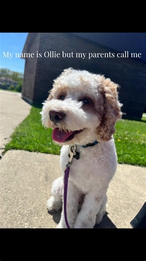 ¿Qué nombres tienen los perros?