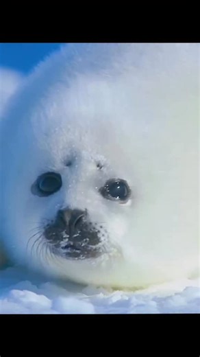 SZN+ on Instagram: "Harp seal pups are born on drifting sea ice and depend entirely on their mother’s milk during their first days of life. Each female nurses only her own pup and relies on scent and vocal cues to recognize it within crowded breeding areas. If a pup becomes separated, it may approach other females for comfort or food, but unrelated mothers will refuse to nurse it and often drive it away. Without reunification, a young pup quickly weakens, showing how narrow the margin for surviv