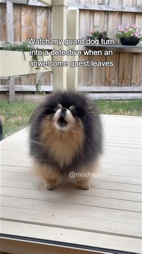 Guard Pomeranian 💂🤣 #pomeranian #dog