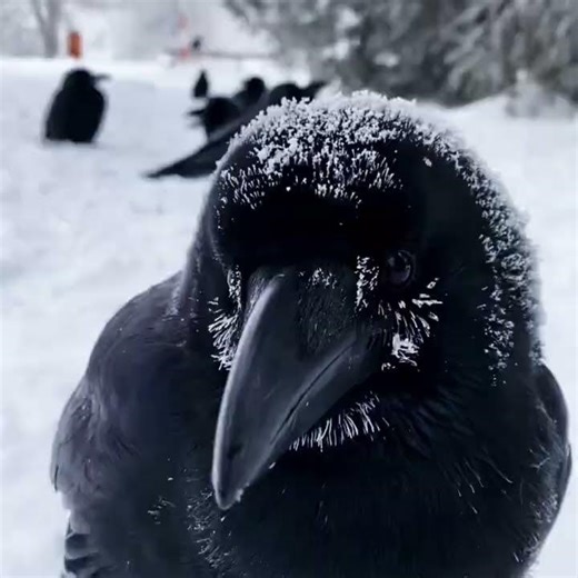 The Smartest Survival Animals on Earth | Be Amazed by Smartest Wild Animals (IQ Facts!) #smartanimal