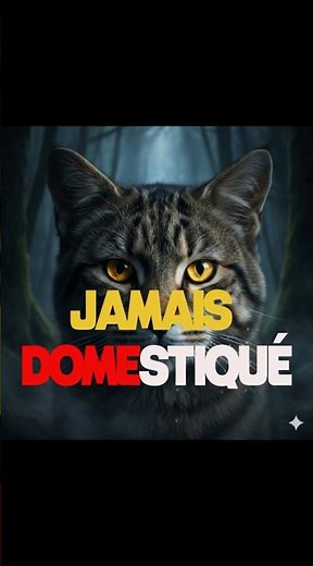 The Wild Cat: This Feline That Man Has Never Domesticated 😳
