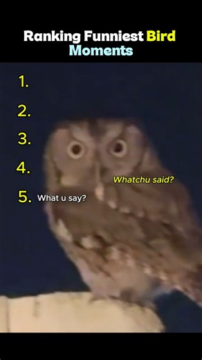 Ranking Funniest Bird Moments #birds #funny #bloopers