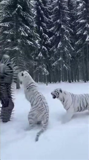Fierce White Tigers vs the Spiked Armored Man 😱🦁 (AI Safari Chaos)