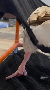 248K views · 1.2K reactions | Diana The Goose giving me hi5! #reels #goose #chiropractor #chiropractor #animals | Animal Cracker | Facebook