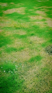 Your lawn’s toughest problems—handled for as little as $1 a day†. Click to see what a tailored plan can do for your lawn. | TruGreen