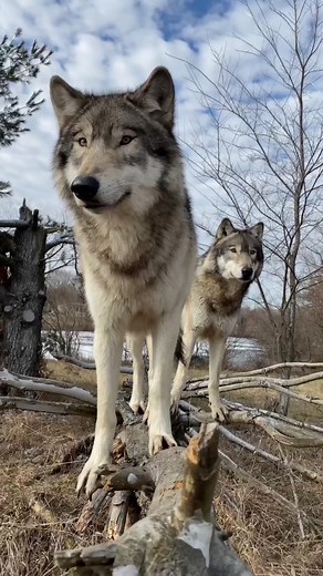 Exploring the Majestic Wolves of Wolf Park Lafayette