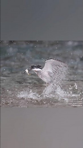 #birds #オオタケカメラ #wildlife #ヤマセミ #會津秘密基地