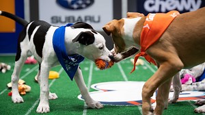 When is the 2024 Puppy Bowl? How to watch the 20th annual dog competition 🐕