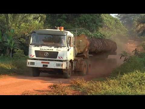 ALERTE ROUGE SUR LE BUBINGA : L’ARBRE AUX MILLE VERTUS MENACÉ D'EXTINCTION DANS LE SUD