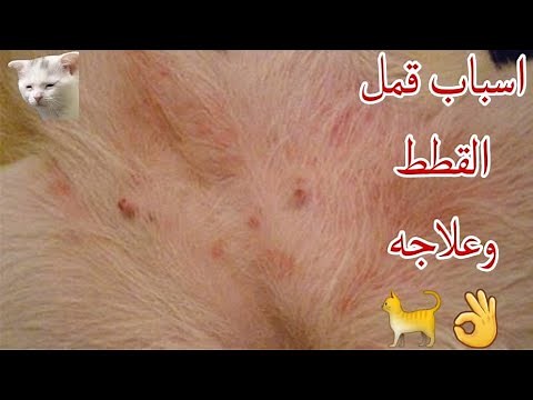 اسباب وعلاج قمل القطط👌🐈