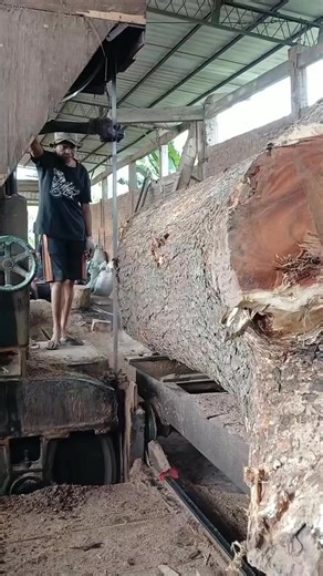 Cutting big wood #naturelovers #nature #NatureHub | Nature Hub