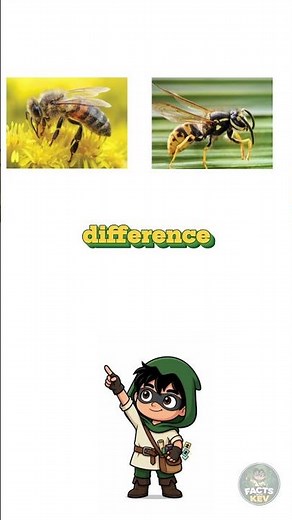 Bee vs Wasp 🐝⚡ What’s the Difference?