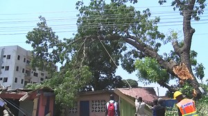 87K views · 1.2K reactions | The huge tree fell onto the road early Sunday morning, cutting electricity connection to entire neighborhood. The deceased is is reported to have climbed the tree in an attempt to cut off the hanging branches to allow the free flow of vehicular and human traffic. He fell off and was subsequently pronounced dead at the hospital. | JoyNews | Facebook