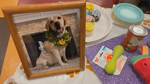 Can Do Canines holds 'puppy shower' for dog mom-to-be