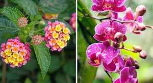 14 plantes et fleurs à mettre dans sa véranda