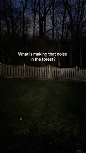 Unidentified Forest Sounds: What Could It Be?