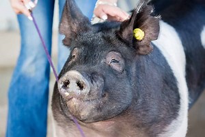 Are Pigs Smarter Than Dogs? See How Smart They Really Are