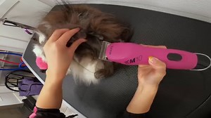 An extreme EMERGENCY situation... | Girl With The Dogs