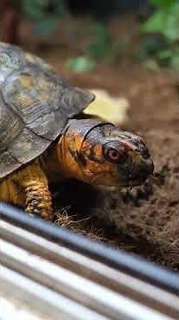 Box Turtle Eating ASMR 🐢🥬