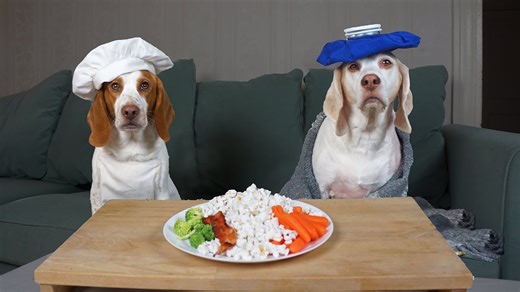 Chef beagle dog makes food for sick puppy hilarious care