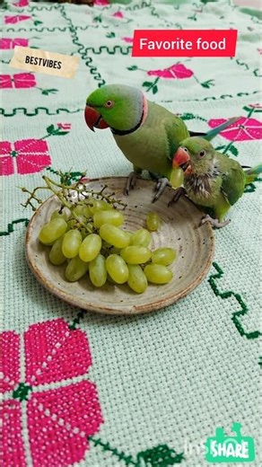 Sweet Moments 🍇 #Parrot #Pets #Nature #shorts #BestVibes
