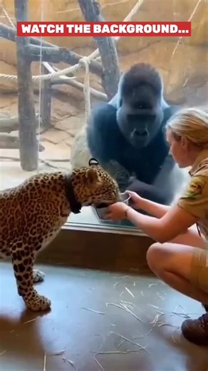 Leopard vs Gorilla — One Moment Changed Everything #gorilla #funnyanimals #funnyvideos #animals #zoo