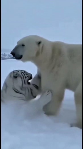 White Tiger vs Polar Bear 🐅🐻 | Ultimate Predator Battle Caught on Camera Epic Wildlife Showdown in