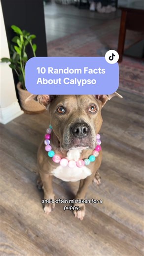 Meet Calypso: A Fun Look at This Adorable Pit Bull