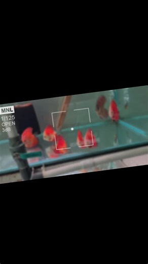 #akuarium #hobby #akuarium #fyp https://tokopedia.link/royaldiscusindonesia