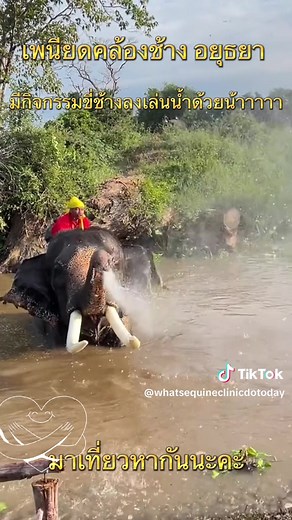 1.4K views · 71 reactions | The magnificent Plai Siam with his mahout Fon. Seeing the human elephant bond in person is truly one of the experiences that leave a lasting impression on our Elephantstayers! What a remarkable world to experience. ❤️ ❤️  懶❤️✌️ #bullelephant #ethical #conservation #savingthespecies #villagelife #knowledge #expertise #Ayutthaya #culture #elephantlove | Elephantstay | Facebook