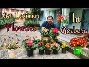 Caring of Gerbera for Getting Maximum Flowers