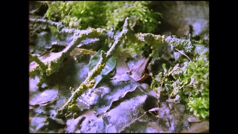 Slime Mold Biology - That Will Blow Minds and Change How Life’s Complexities Are Seen