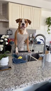 This is how Luna paying her rent 😂 #reelsfb #fbreelsfypシ゚ #funnyvideo #viralreelsfacebook #dogs #animalsofinstagram #speakingdog #doglover #cuteanimals | Luna The Pittie