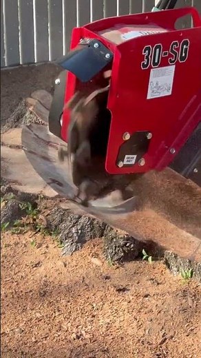 First day with our new stump grinder - Barreto sg30 #dayone #stump grinding