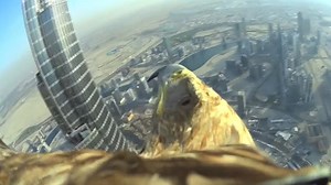 Dubai World Record Eagle Flight